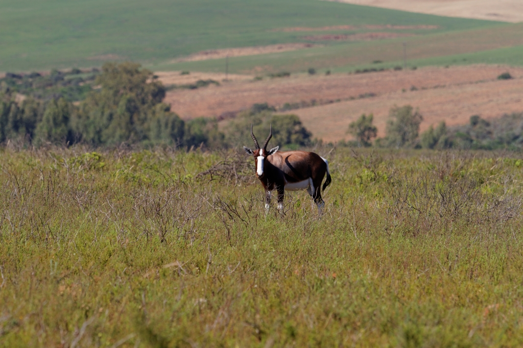 03 - Bontebok NP (4).jpg